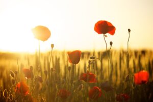 poppies, field, cool backgrounds-174276.jpg